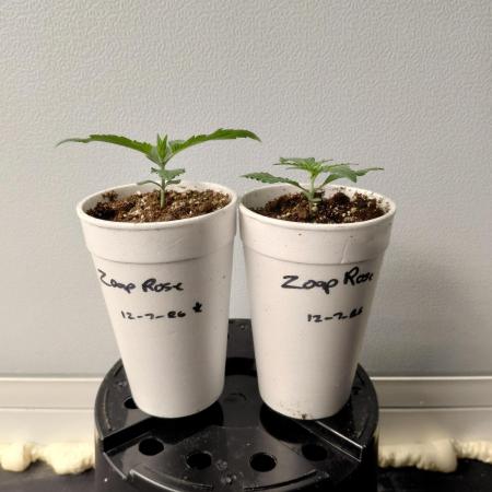Kannabia Seeds Zoap Rose