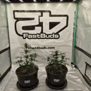 Banana Purple Punch Auto RF3 #2