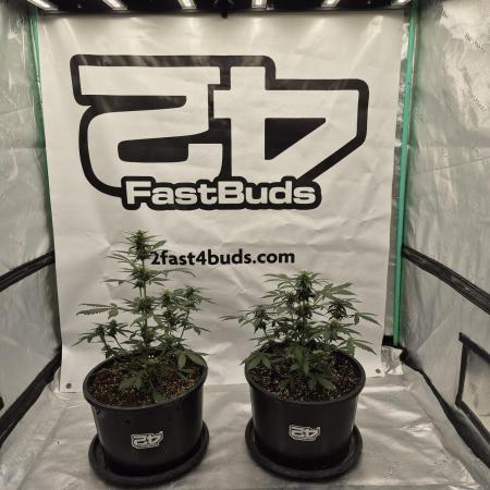 Banana Purple Punch Auto RF3 #2