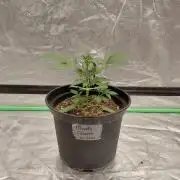 Fastbuds Mendo Guava Outdoor