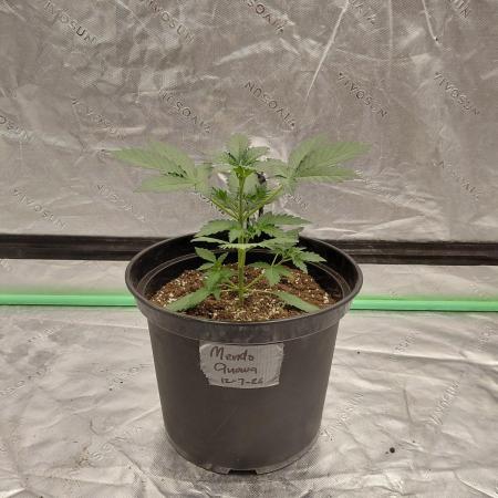 Fastbuds Mendo Guava Outdoor