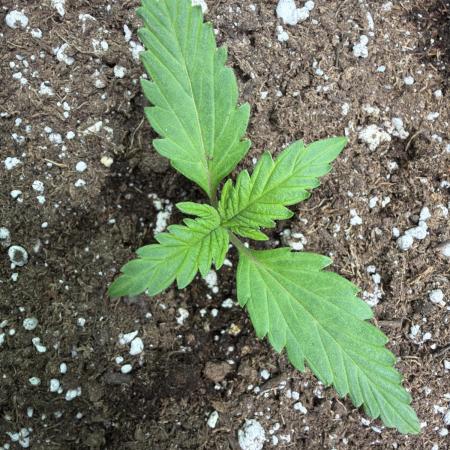 Fastbuds Banana Gauva Auto
