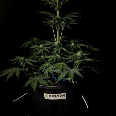 Fastbuds Tester