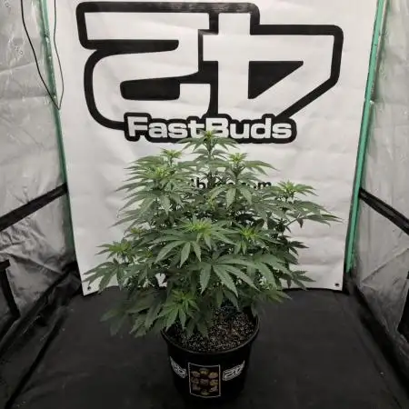 Fastbuds Mixed Pack (Photoperiod)