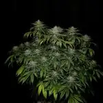 Mimosa X Orange Punch