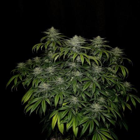 Mimosa X Orange Punch