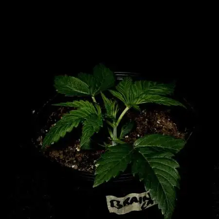 BrainCake