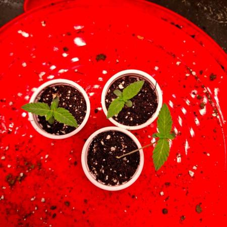Auto Seeds trio
