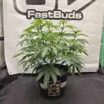 Fastbuds Mixed Pack (Photoperiod)