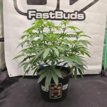 Fastbuds Mixed Pack (Photoperiod)