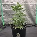 AK47 XL