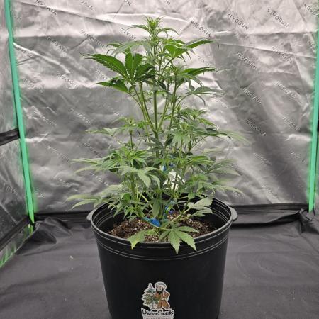 AK47 XL