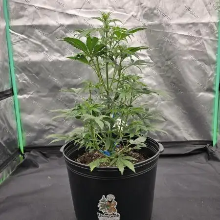 AK47 XL