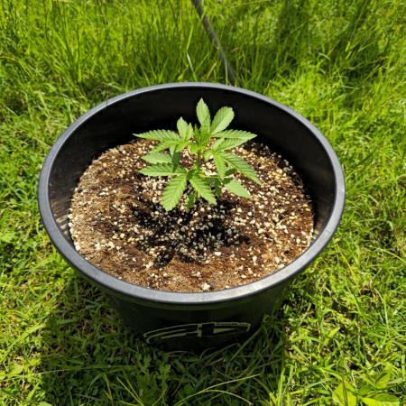 Fastbuds Outdoor Grow #2