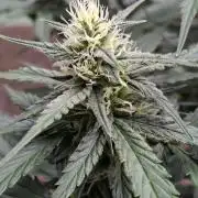 Fastbuds Banana Gauva Auto