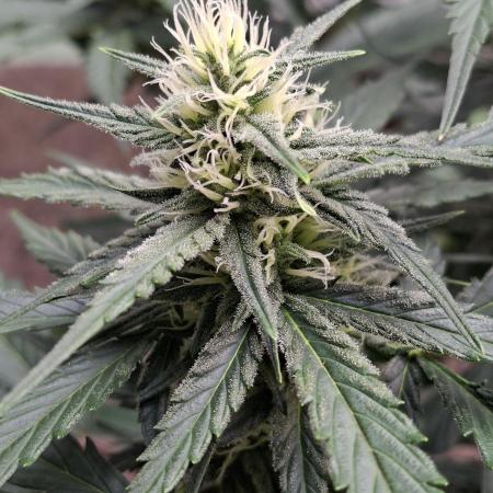 Fastbuds Banana Gauva Auto