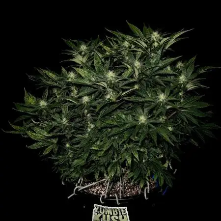 🧟‍♂️ Kushhhhh