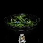 Auto Candy