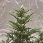 Fastbuds Mendo Guava Outdoor