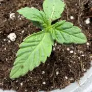 Fastbuds Papayton
