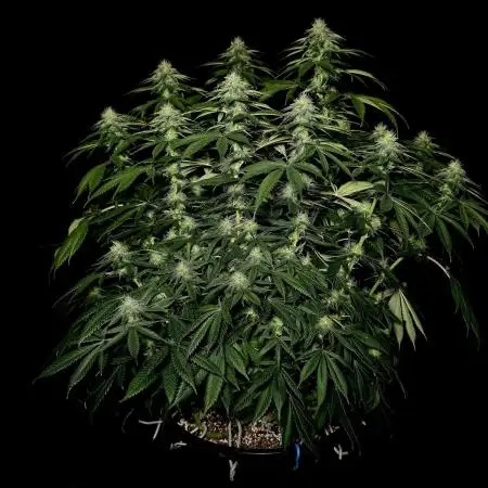 Mimosa X Orange Punch