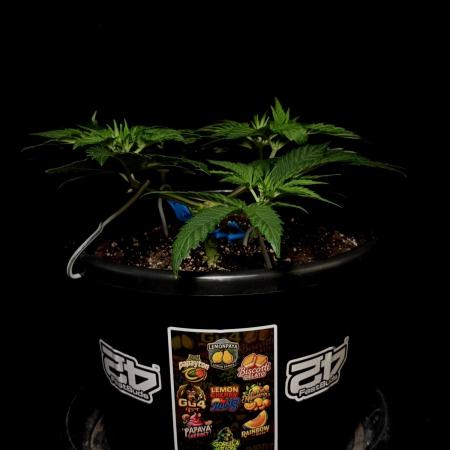 Fastbuds Mixed Pack (Photoperiod)