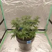 Fastbuds Purple Lemonade FF