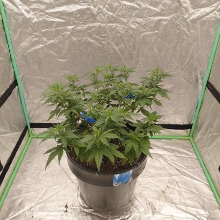 Fastbuds Purple Lemonade FF