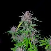 Cherry Cola RF3 #2