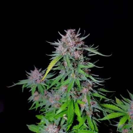 Cherry Cola RF3 #2