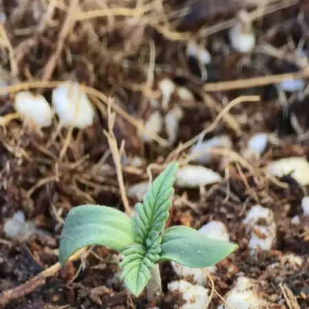 Fastbuds Outdoor Grow #2