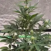 Fastbuds Mendo Guava Outdoor
