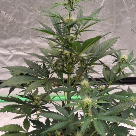 Fastbuds Mendo Guava Outdoor