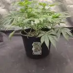 Bananacane
