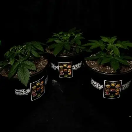 Fastbuds Mix Pack (Photoperiod)