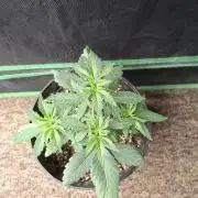 Zamnesia Seeds Permanent Marker