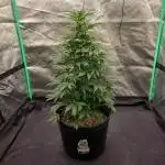 AK47 XL