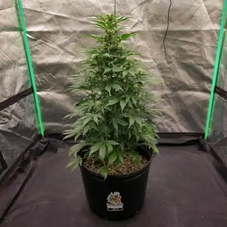 AK47 XL