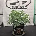 Fastbuds Mixed Pack (Photoperiod)