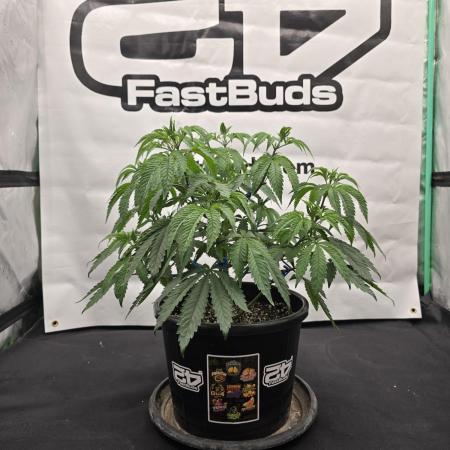 Fastbuds Mixed Pack (Photoperiod)