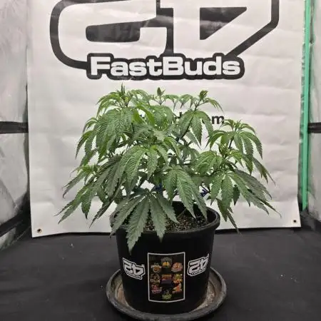Fastbuds Mixed Pack (Photoperiod)
