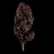 Fastbuds Mix Pack (Photoperiod)