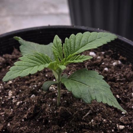 Gorilla Melon