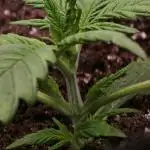 Gorilla Cookies