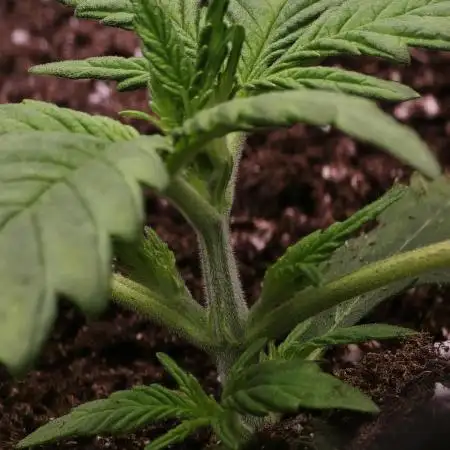 Gorilla Cookies