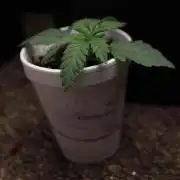 Fastbuds Papayton