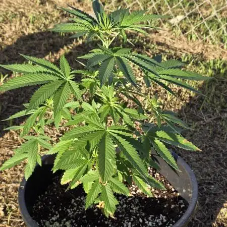 Fastbuds Outdoor Grow #2