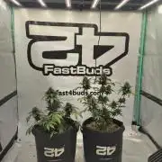 Banana Purple Punch Auto RF3