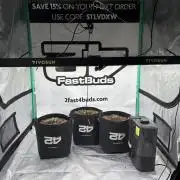 Banana Purple Punch Auto RF3