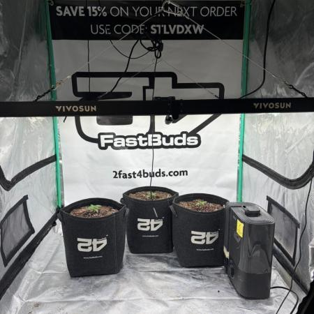 Banana Purple Punch Auto RF3